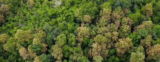 Luft Draufsicht der Waldbeschaffenheit Hintergrundansicht von oben foto