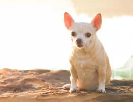 braun kurz Haar Chihuahua Hund Sitzung auf Stein draussen, neugierig und aufgeregt Ausdruck suchen. foto