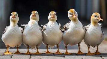 Gruppe komisch Enten gefüttert oben im ein Reihe generativ ai foto