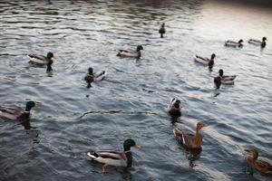 ein Herde von Enten Schwimmen im das Wasser foto