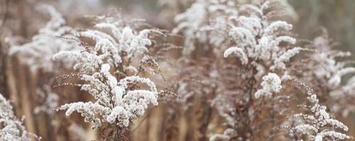 trockene weiche Blumen im Feld auf beigem Hintergrund. foto