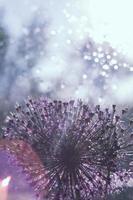 ein fallen von Wasser auf ein Blume. wild Zwiebeln Nahaufnahme. wild Lauch Hintergrund. abstrakt Blume Hintergrund foto