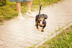 Frau geht mit dem Hund an der Leine im Park spazieren. Dackel in der Nähe der Füße einer Frau foto