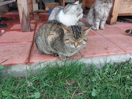 Katzen und Katzen Leben in der Nähe von das Haus foto