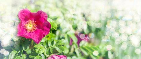 Hund Rose rosa canina Rosa Blumen im blühen auf Geäst, schön wild blühen Strauch, Grün Blätter. horizontal rahmen. selektiv Fokus. Platz zum Text. foto