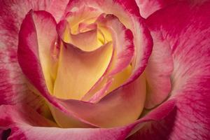 Nahaufnahmefoto der roten und orangefarbenen Rosenblume mit geringer Schärfentiefe foto