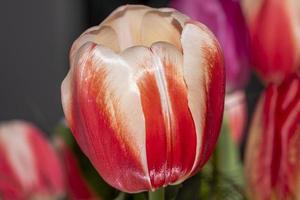 rote Tulpe auf dem Feld foto