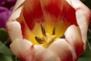 Makrofoto des Staubblatts und des Stempels einer Tulpenblume foto