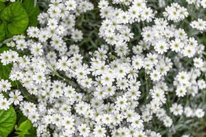 viele von klein Weiß Blumen im das Wiese. Ornithogalum Blumen. schön blühen im das Frühling Garten. krautig Lilie Ornithogalum umbellatum im blühen, klein Zier und wild Weiß blühen. foto