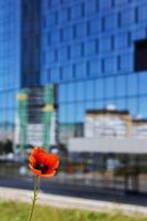 rot Mohn auf das Hintergrund von ein hell städtisch Haus. foto