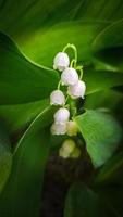 Lilie von das Senke schließen hoch. das Konzept von Frühling, dürfen, Sommer. foto