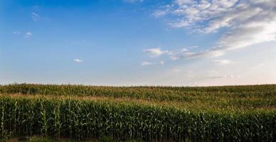 Blau Sommer- Himmel Über ein Mais Grün Feld. foto