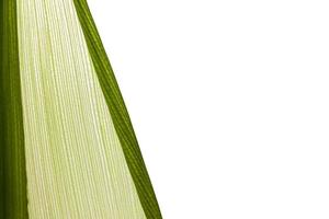Nahansicht von Grün Mais Blätter foto