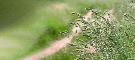 hoch Gras im ein Sommer- Wiese. natürlich Landschaft mit üppig Vegetation. foto