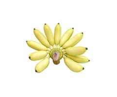 viele rohe gelbe Bananen auf weißem Hintergrund gebündelt foto