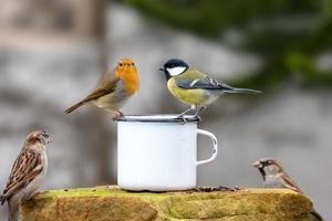 Drei Vögel sitzen am Rand eines Blechbechers foto