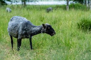 schwarze und graue Schafe, die auf einer grünen Weide grasen foto