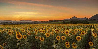 blühende Sonnenblumenpflanzen auf dem Land bei Sonnenuntergang foto