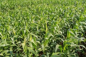 grüner Maisfarmhintergrund und Sonnenlicht foto