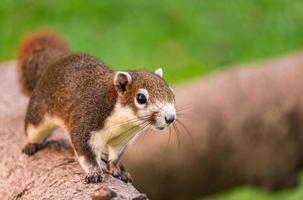 junges Eichhörnchen, das auf einem Baum in einem Stadtzentrum läuft foto