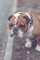 süß Englisch Bulldogge foto