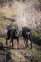 Dobermann spielen draussen foto