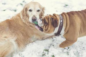 Hund spielt im Schnee foto