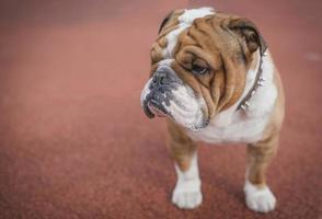 süß Englisch Bulldogge foto