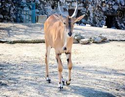 Antilope im Zoo foto