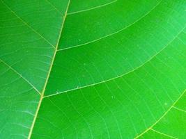 Textur Oberfläche Grün Blatt Pflanze Nahansicht Bild foto
