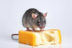 Ratte Essen Käse. generieren ai foto