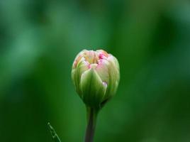 ungeöffnet Tulpe im das Park auf ein Sommer- Tag foto