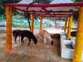 Gruppe von Alpakas im das Zoo. foto