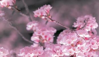 schön Kirsche Blüte. Frühling Hintergrund mit Rosa Sakura Blumen. foto