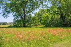 ein typisch Osten Texas Szene im Frühling wann das Wildblumen blühen im Gras Wiesen. foto