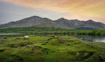 schön Landschaft Landschaft mit Schaf durch das See und Berge im das Hintergrund beim Lough inagh im connemara National Park, Bezirk Galway, Irland foto