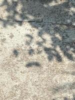 Blätter Schatten Hintergrund auf Beton Mauer Textur, Blätter Baum Geäst Schatten mit Sonnenlicht foto