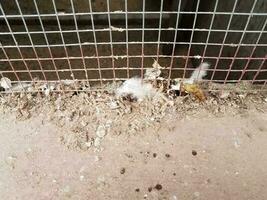 schmutzig Tier Käfig mit Hähnchen Draht und Gefieder foto