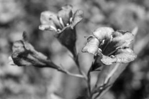 Fotografie zum Thema schöne wild wachsende Blume weigela foto