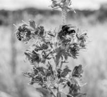 schöne wilde Blume geflügelte Biene auf der Hintergrundlaubwiese foto