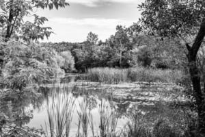 Schönes Grassumpfschilf, das am Uferreservoir in der Landschaft wächst foto