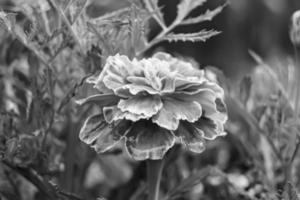 feine wild wachsende Ringelblume Calendula auf Hintergrundwiese foto