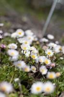 gänseblümchen Ich bin frühling foto