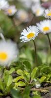 gänseblümchen Ich bin frühling foto