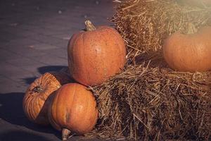 Orange Herbst frisch Kürbis Lügen draußen wie ein Dekoration foto