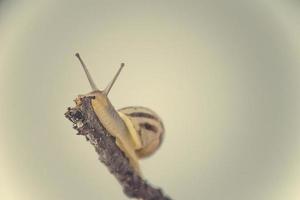 wenig Beige Schnecke mit ein Schale Klettern auf ein Stock auf ein Licht Sahne Hintergrund foto