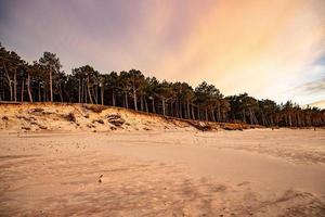 Weiß Sand Dünen mit groß Kiefer Bäume wachsend auf Sie beim das baltisch Meer foto