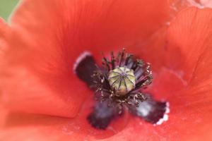 rot zart Sommer- Mohn auf Grün Wiese Hintergrund foto