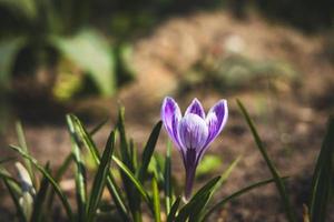 schön zart Krokus Blume wachsend im das Frühling Garten foto