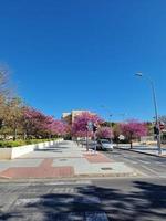 pring Straße mit Blühen Bäume im Alicante, Spanien foto